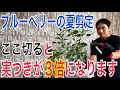 【ブルーベリー】５つの切るべき枝を実践で解説します！