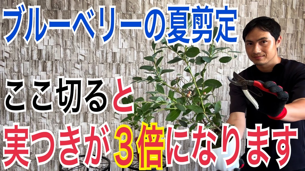 ブルーベリーの木⑥ 楽天市場】ブルーベリー エッセル 苗木 6号【ラビットアイ系】 : 千草園芸