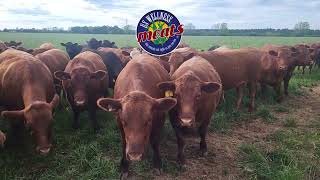 Ideal Grazing Conditions in Baldwin County Alabama