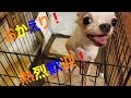 【3日目】保護犬スムースチワワに、帰宅したら熱烈歓迎を受けました。