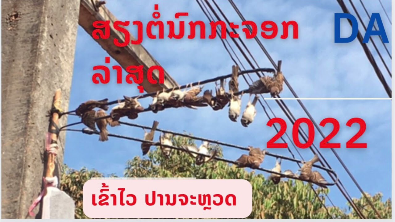 ສຽງຕໍ່ນົກກະຈອກ ລ່າສຸດ 2022