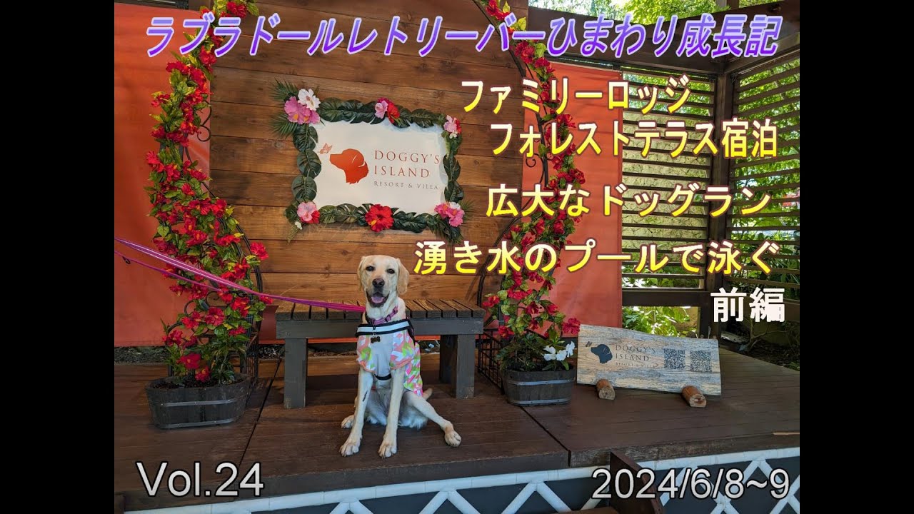 ドギーズアイランド前編/サウスブリーズ/ドッグラン/プール/蜩の里/ファミリーロッジ・フォレストテラス/ラブラドールレトリーバーひまわり成長記Vol.24