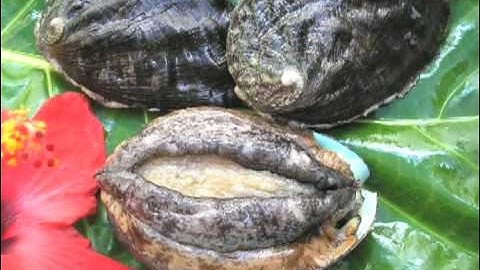 Big Island Abalone Corporation (Japanese, HQ)