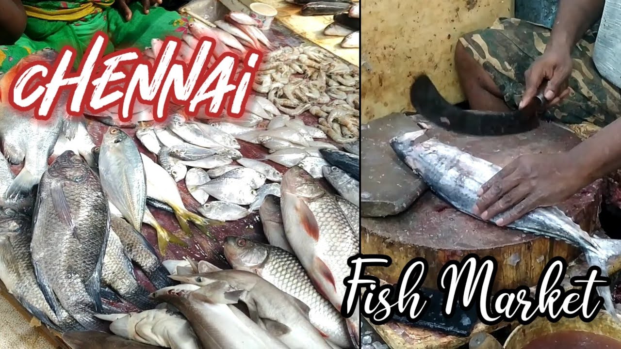 Chennai Chintadripet Fish Market/ Chintadripet Fish Market/Vanjaram
