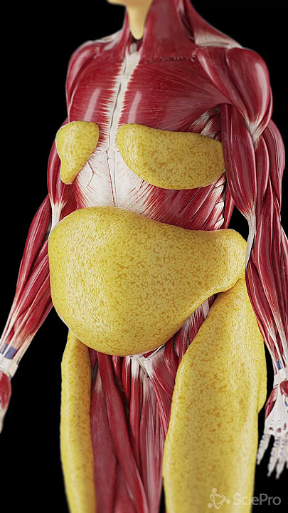 Growth of subcutaneous fat #meded  #anatomy