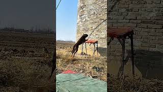 Dog Doing Impossible Jump, Gravity? Not For This Dog