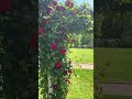 A long red rose Arch. Rare to find such a beautiful Arch