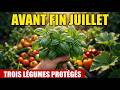 AGISSEZ AVANT FIN JUILLET! Une poignée de basilic sauve vos poivrons, tomates et courges à la fois.