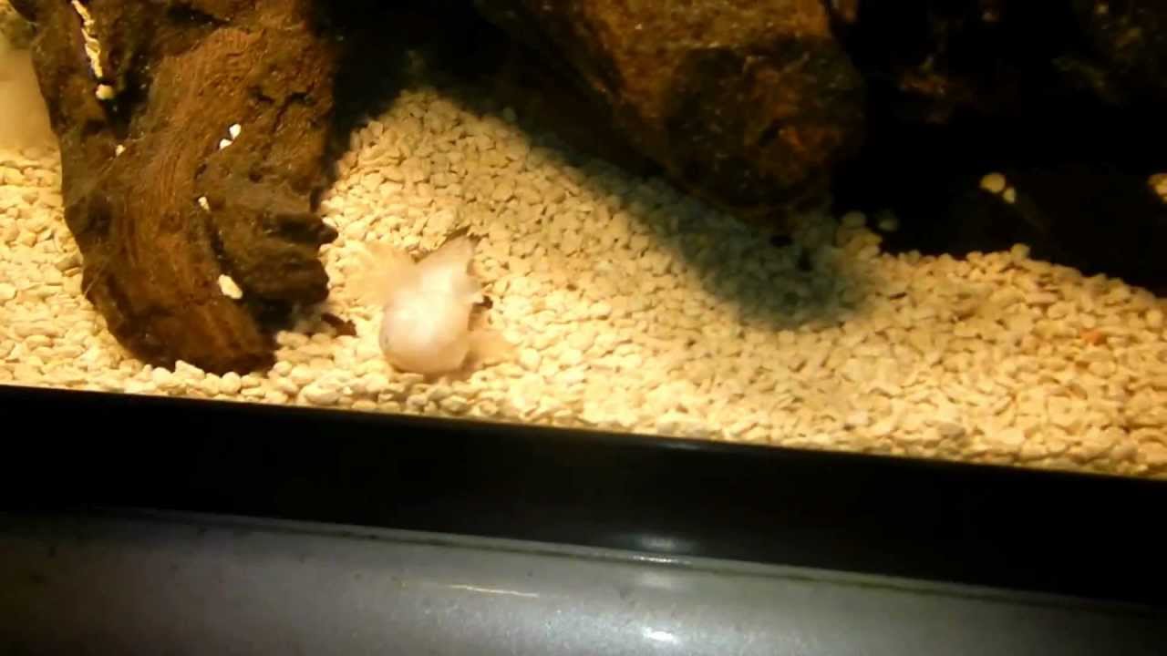night before dawn day after my fish jumped out...