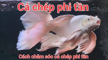 Cá chép phi tần và cách chăm sóc cá chép phi tần