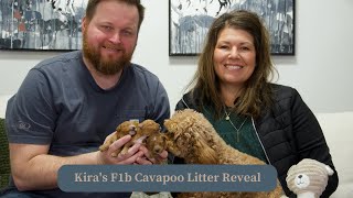 Kira's F1b Cavapoo Litter Reveal by Adora Perfect Pups 433 views 2 months ago 5 minutes, 35 seconds