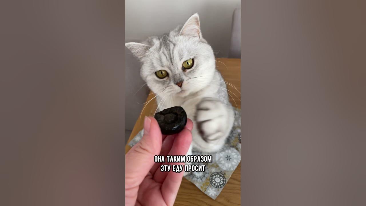 Почему кошка выпрашивает еду, а потом её не ест #коты #кот #кошка - YouTube