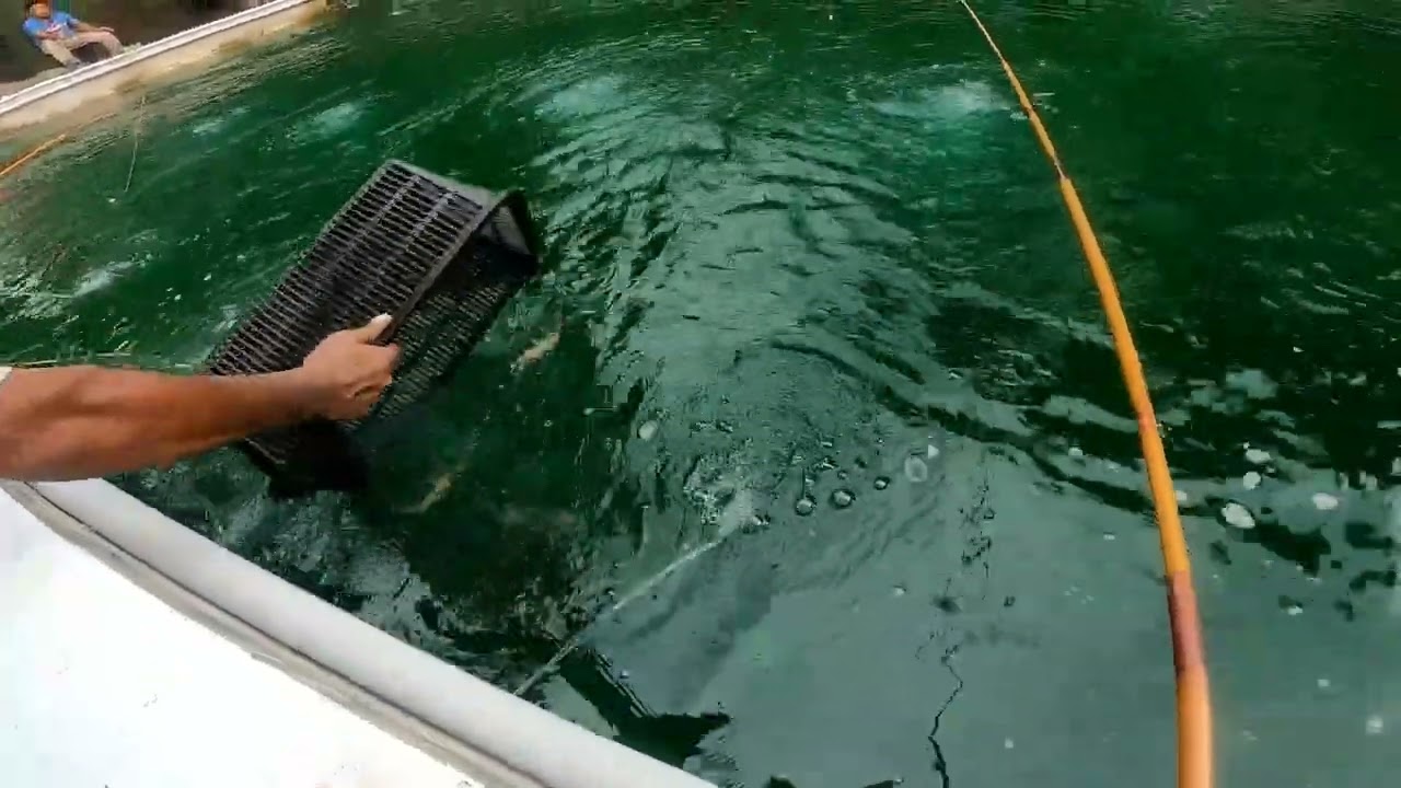 kolam udg galah sungai kob kulim