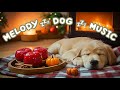 12 Hours of Relaxing Dog Music 🎵 Perfect for Anxiety Relief, Comfort &amp; Sleep 🐕