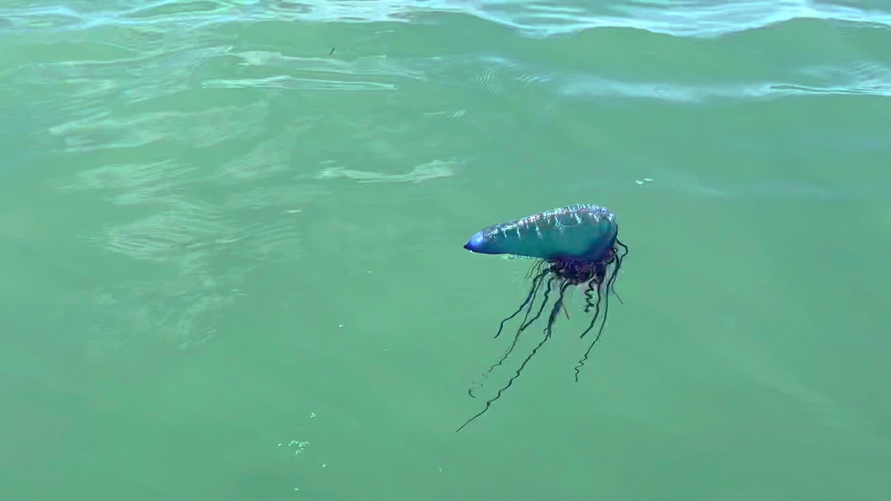 Portuguese Man of War. Beautiful but deadly. #SHORTS