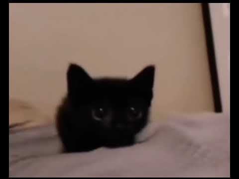 cat explode