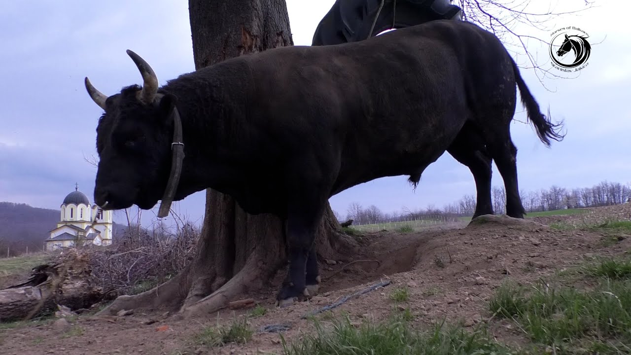 - BATAROV ŽDRALONJA PREVRNUO MAJDAN I POTPUNO SPREMAN JURIŠA NA ŠESTANOVAC -