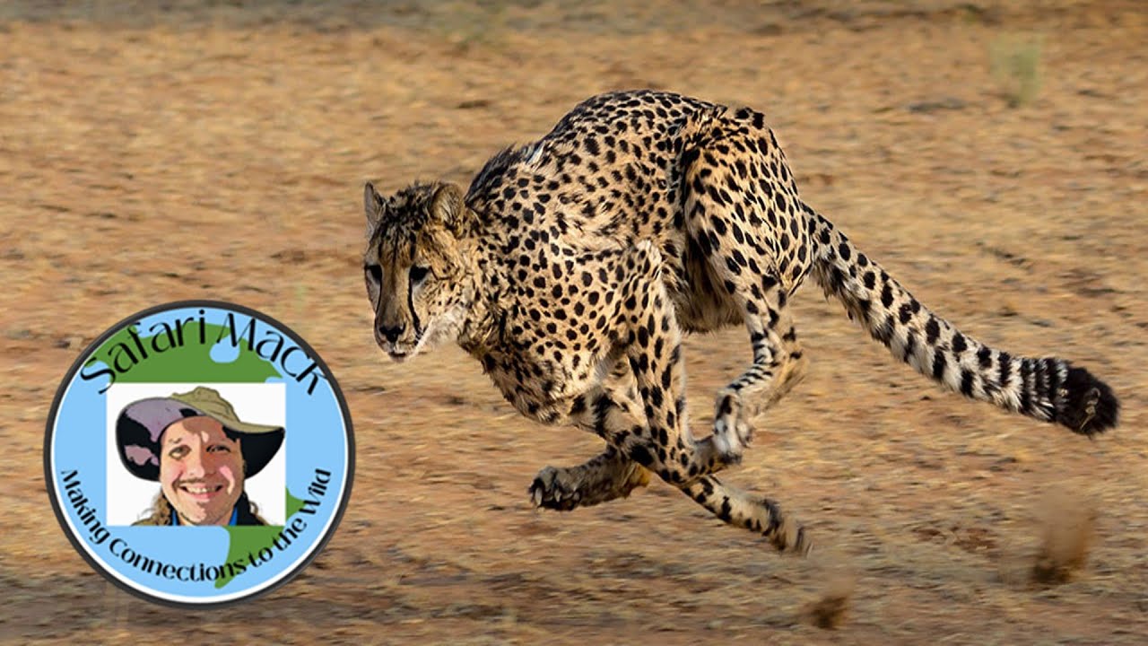 A Safari Mack Special: How do Cheetahs run soo fast? 