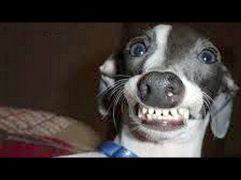 Dogs making funny faces - Funny and cute dog compilation