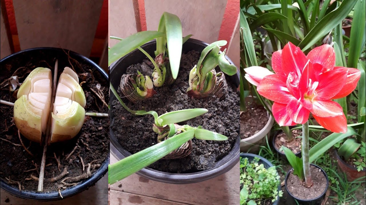Propagação de Amarílis! #amaryllis #hippeastrum #flores