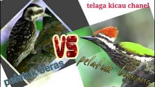 PELATUK BERAS||PELATUK BAWANG||masteran mewah murai dan kacer