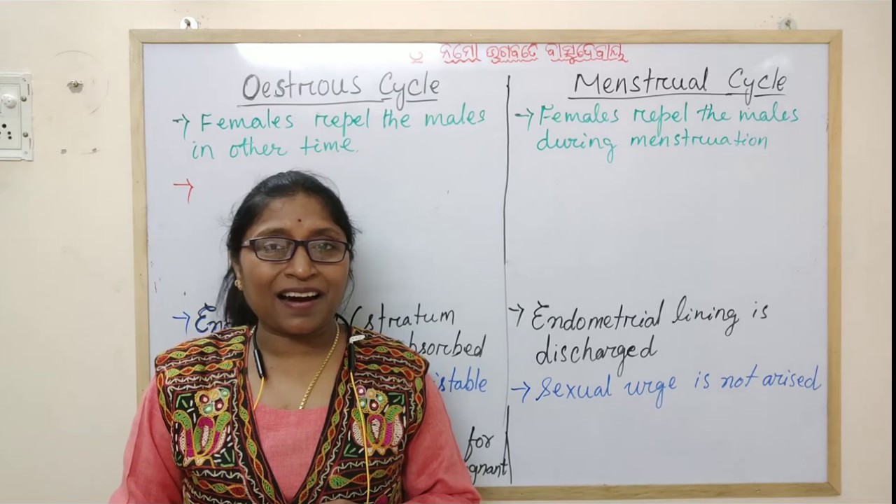 Difference Between Oestrous Cycle And Menstrual Cycle YouTube