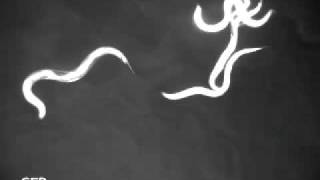 Caenorhabditis elegans with GFP and mCherry