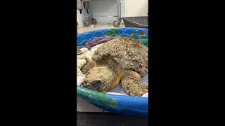LIVE Zion update, rescuers visit The Turtle Hospital!