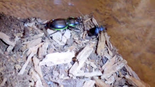 Xmas Warrior Beetle Hunts Ground Beetle. (1st ever video. quality low, content bada$$) by Life Vs. Death 476 views 7 years ago 7 minutes, 43 seconds