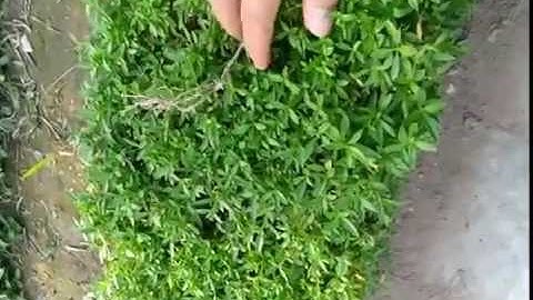 hàng rào bằng cây cảnh 2