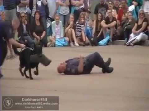South Wales Dog Training Academy South Wales Dog Training Academy