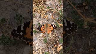 Painted Lady Butterfly