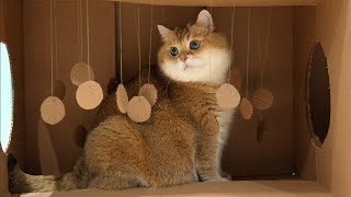 Three boxes by Hosico Cat 18,698 views 2 months ago 1 minute, 34 seconds