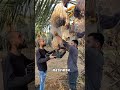 這裡位於沙特阿拉伯,椰棗是當地人非常喜歡的一種水果。