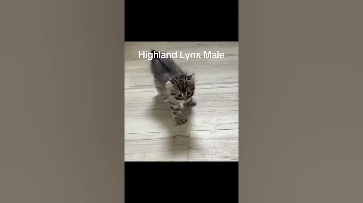 Video 8669811: highland lynx