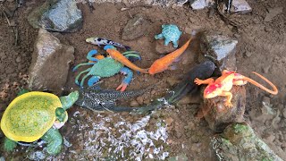 Finding Pleco Fish And Koi, Crocodile Toys, Squid, Snakes, Crabs, Turtles - Part338