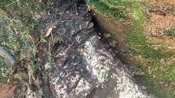 Carpenter Ants Hiding in an Old, Dead Tree