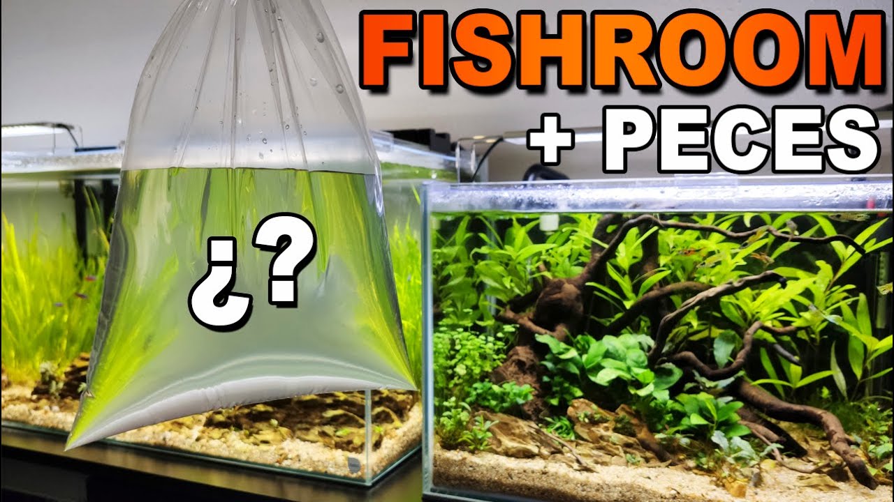 FishRoom: Todos mis acuarios, seguimiento y nuevos peces 🐠🌱 | AcuariosRtules