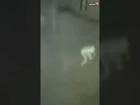 Viral Video | Mysterious Figure Caught On Camera In Kentucky | #shorts | #trending | #trending