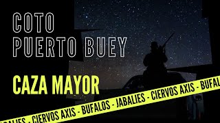 Coto de Caza Puerto Buey. DISPAROS a BUFALO, a Jabalíes a Ciervos Axis y los últimos Directos 2021