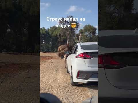 Страус напал на
