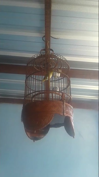 pleci auriventer gacot type 4 tak. milik avm magelang.