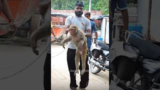 Innocent Monkey Got injured by Electric Shock #animalcare #saveanimals #fyp #ytshort #reels #shorts