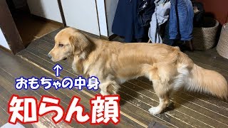 ダメだとわかっていてもなかなか離してくれないゴールデンレトリバージョイ