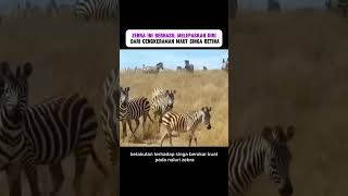 "Detik-detik Terakhir! Zebra Ini Menolak Menyerah..."​"Hampir Jadi Makan Siang, Keajaiban Datang!"