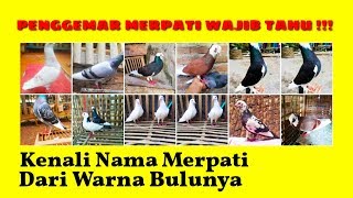 Mengenal Nama Burung Merpati Berdasarkan Warna Bulunya