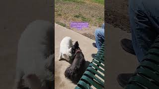 Scottie & WESTIE meet for the first time. #scotties #westies #dogpark #doglover #dogs