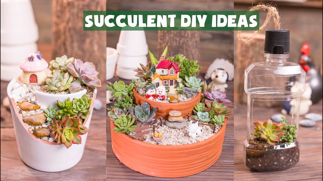How to Make a Succulent Arrangement for Your Home With 14 Ideas