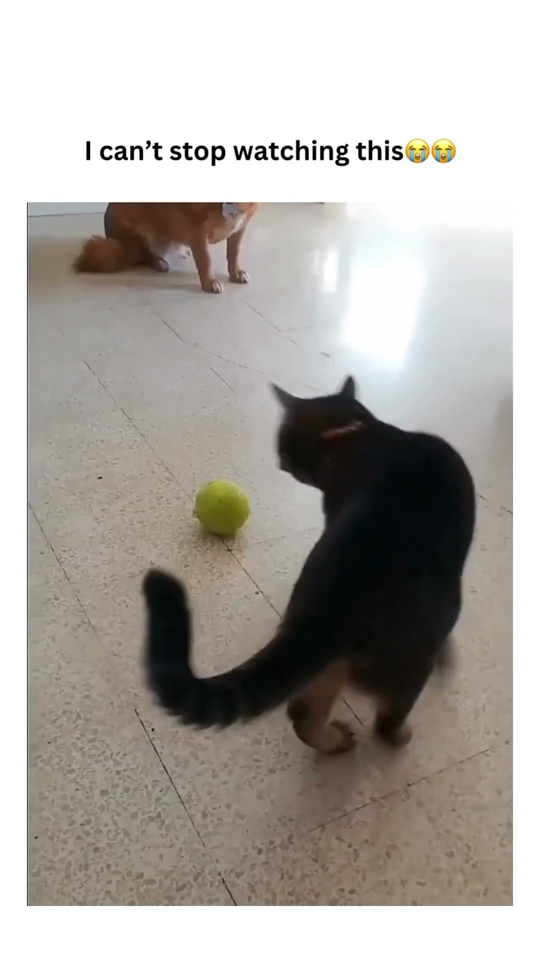 Kittyo like time to start my engine rahhh rahhhh
