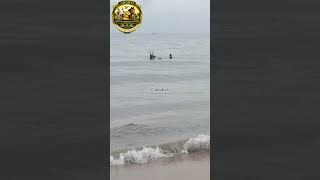 Our Kangayam Stud Bull "RAVANAN" enjoying his morning swim.